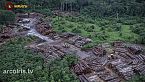 Bolsonaro devasta la Amazonia