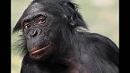 Chimpancés - ¿Qué tan inteligentes son nuestros parientes más cercanos?