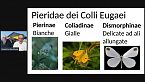 Secondo webinar gratuito. Farfalle dei Colli Euganei Nymphalidae e Pieridae