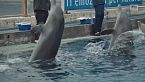 Delfini metropolitani - Il giardino di Albert - RSI Info