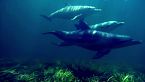 De ballenas majestuosas a delfines juguetones: El mundo de los mamíferos marinos