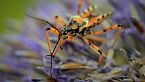 Zumbido fascinante: Misterios de los insectos en la Tierra