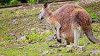 Las grandes historias de los marsupiales: Datos fascinantes sobre los iconos de Australasia