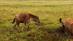 Furia de Titanes: La manada de leones contra el clan de las hienas