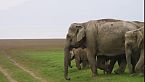 Saving Elephants | India