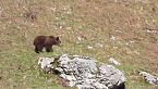 L\'orso bruno del Trentino