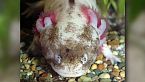 Axolotl: la salamandra che non cresce mai (e che è quasi estinta)