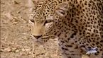 Africa pedatori letali - Il leopardo affamato