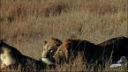 Beautiful Serengeti: La protezione