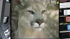 Natura amica - Il puma