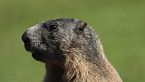 Marmotte sentinelle degli alpeggi