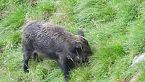 Cinghiali tra i monti di Berbenno in Valtellina - Wild pigs