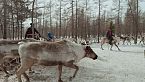 Gli uomini delle renne - La tribù Tsaatan che vive con le renne a -50°