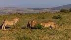 Explora el choque de titanes - Leones contra hienas, una lucha por el territorio