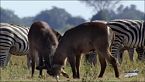 Waterworld Africa - Chobe fiume della vita