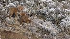 Megeti, La loba perdida de África - Documental sobre animales