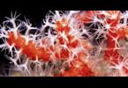Corallo rosso: nuove tecniche per favorire il ripopolamento